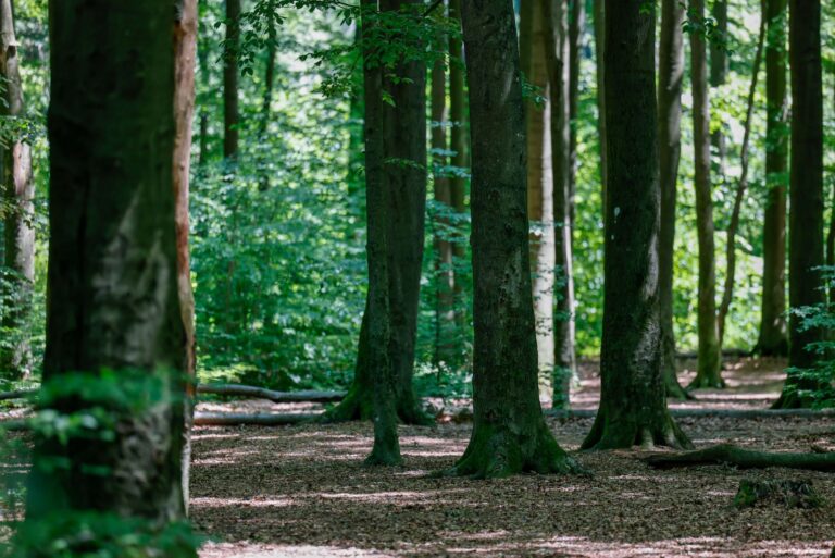 Europe's Trees Are Fighting Climate Change — But Who's Fighting for Them?