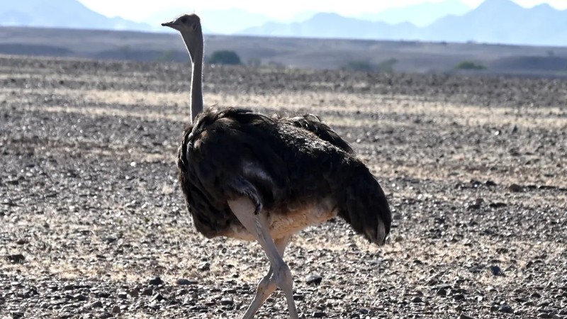 'Blood Feathers': How Luxury Fashion Giants Are Profiting From Ostrich Cruelty in South Africa